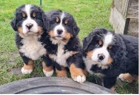 berner sennen pups met stamboom