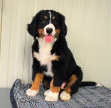 te koop berner sennen pups