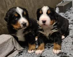 berner sennen pups te koop met stamboom