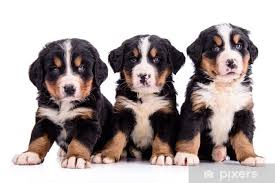 berner sennenhonden pups