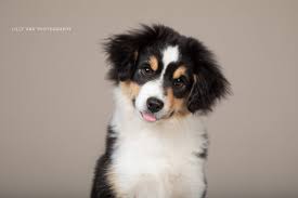 australian shepherd fokker belgië