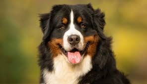 bernese