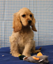 amerikaanse cocker spaniel fokker belgië