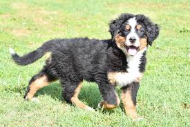 berner sennen puppy kopen