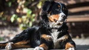 hond berner sennen