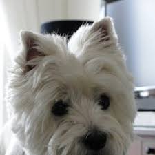 west highland white terrier fokker belgië