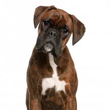 boxer kennel belgie