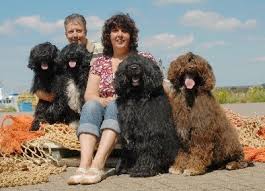 portugese waterhond fokker belgië