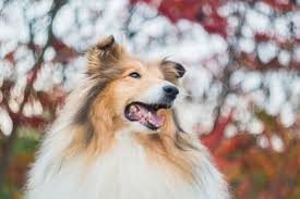 schotse collie fokker belgië