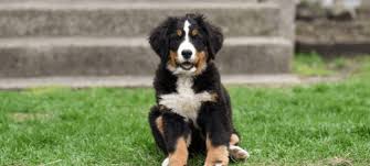 berner sennenkennel