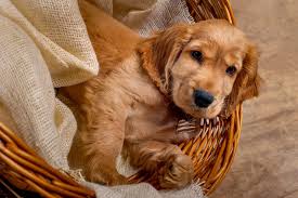 cocker spaniel fokker belgië