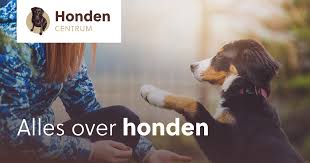 kennel oost vlaanderen