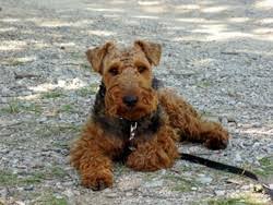 welsh terrier fokkers belgië