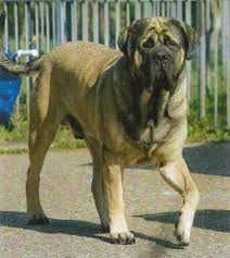 engelse mastiff fokkers belgië