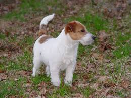 fokker jack russel belgie