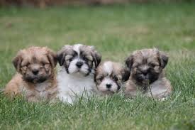 lhasa apso pups te koop belgië