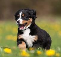 berner sennen puppies