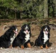 berner sennen pups mol