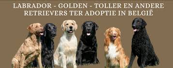golden retriever erkende fokker belgie