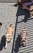 amstaff kennel belgie