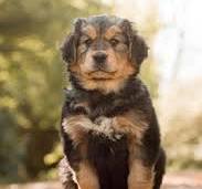 golden berner sennen