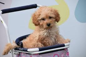 poedel kennel belgie