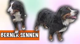 ras berner sennen