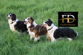 kennel border collie belgie
