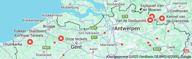 teckel fokkers belgie