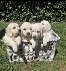 golden retriever kennel west vlaanderen