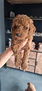 kennel hamont achel