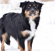 kruising border collie berner sennen pups