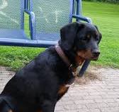 kruising rottweiler berner sennen pups