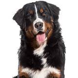 berner sennen kosten