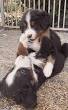 berner sennen kruising pups