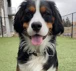 berner sennen mini