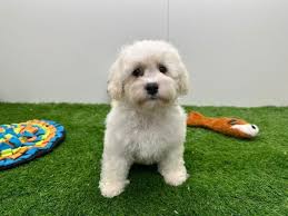 puppy kennel belgie