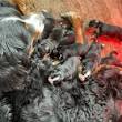 pups berner sennenhond