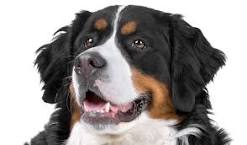 sennenhond karakter