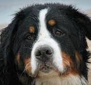 vereniging de berner sennenhond