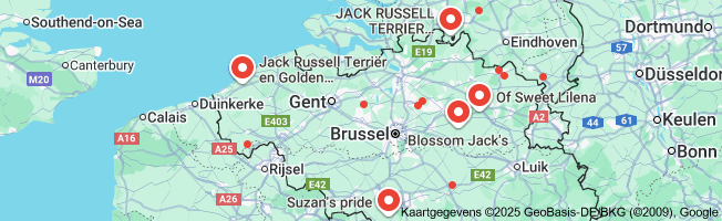 jack russel kennel belgië