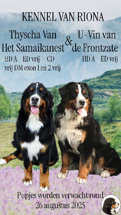 berner sennen pup 11 weken