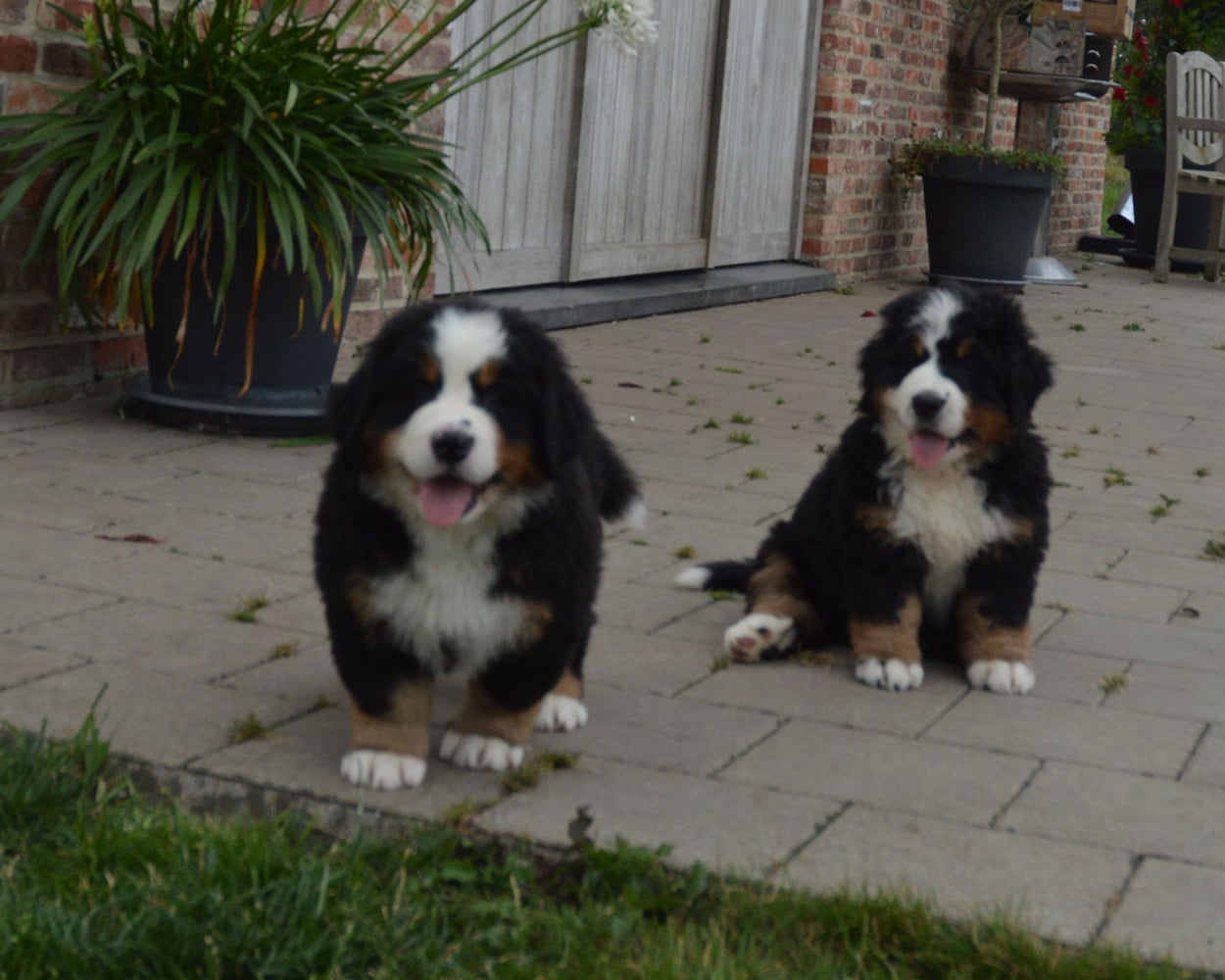 berner sennen pup kopen prijs