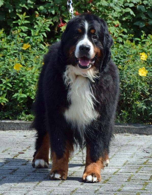 berner sennen vereniging belgie