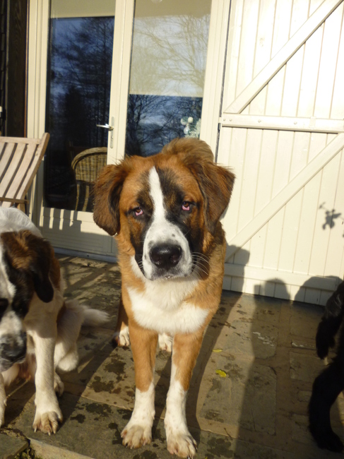 berner sennen x sint bernard pups