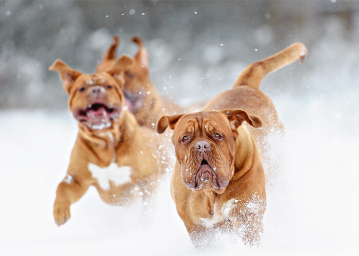 bordeaux dog kennel belgie