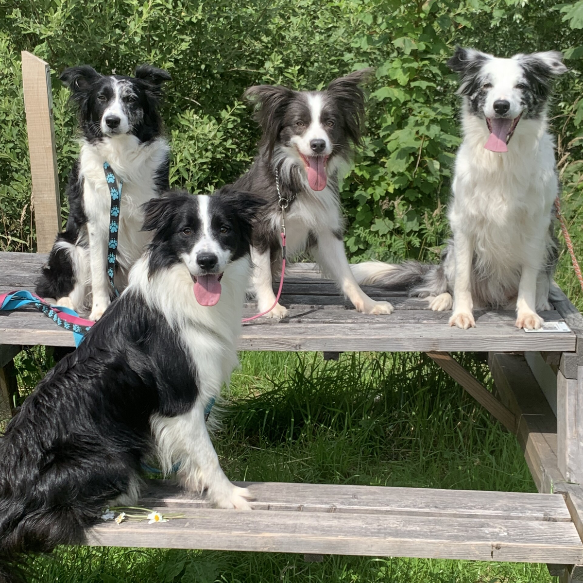 border collie fokker belgie