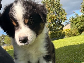 border collie pups oost vlaanderen