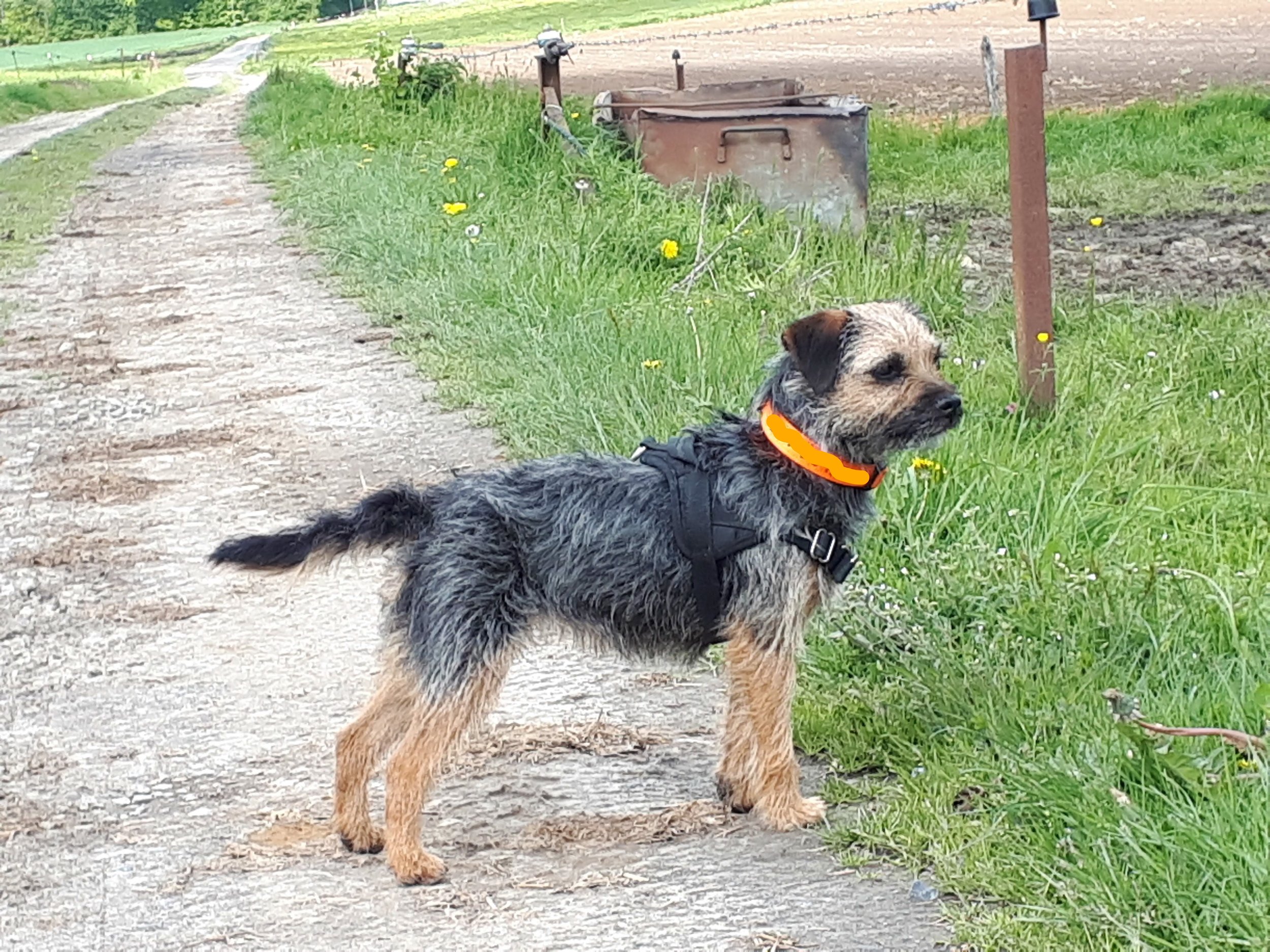 border terrier fokkers belgie