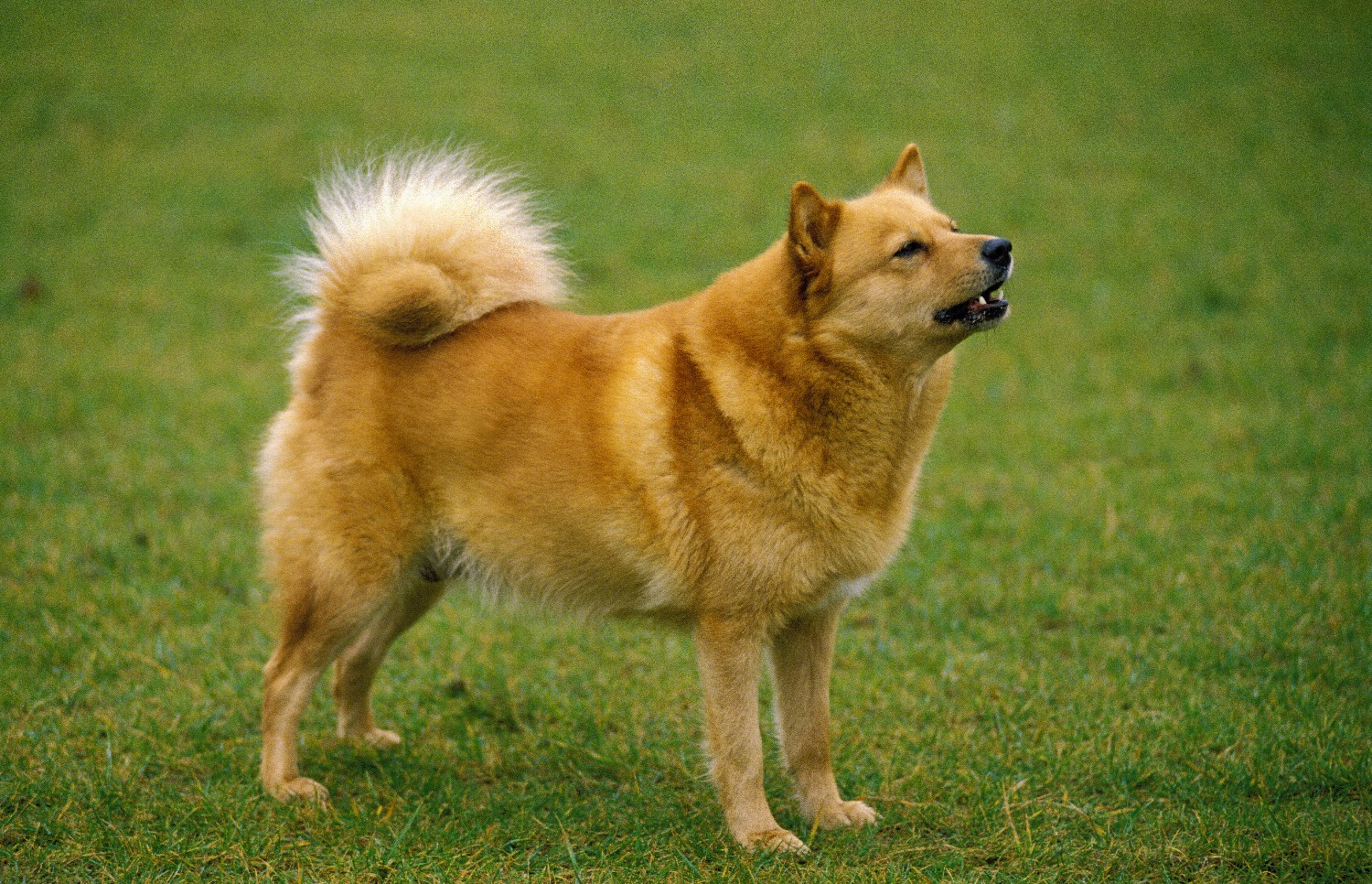 finse spits fokker belgië